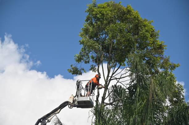 How Our Tree Care Process Works  in  Columbus, IN